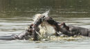 Fighting Hippos