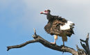 White Headed Vulture