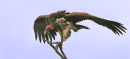 Lappet-faced Vulture