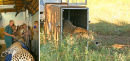 Release of two young leopards