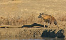 Brown Hyena