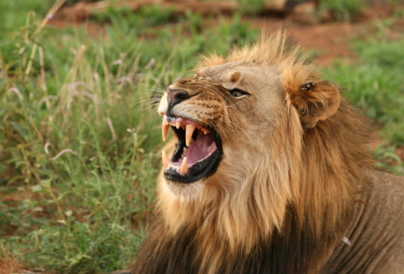 Roaring Lion. 