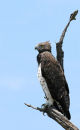Martial Eagle