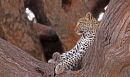 Leopard Cubs