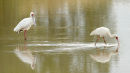 African Spoonbills