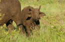 Baffalo calf after mudbathing