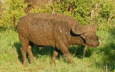 Buffalo after a mudbath