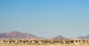 Gemsbok in the Namib
