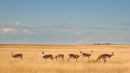 Springbok in Etosha