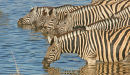 Zebra's drinking