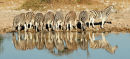 Zebra's at the Okaukuejo waterhole