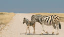 Zebra and her foal crossing