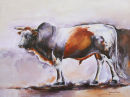 Nguni Bull