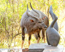 Male Nyala