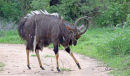 Nyala trotting