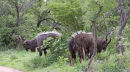 Nyalas trotting