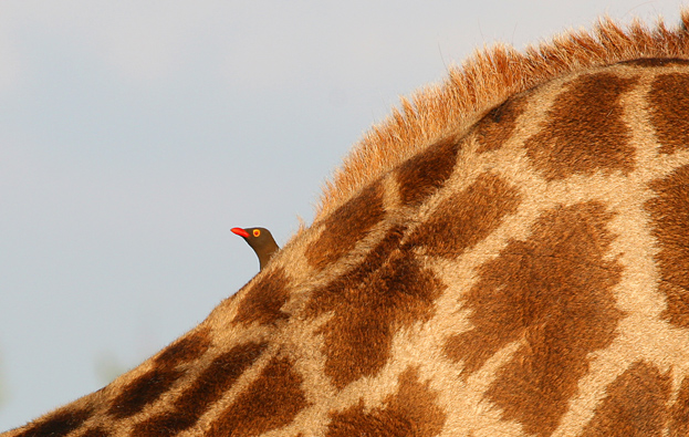 Red Billed Oxpecker on Giraffe