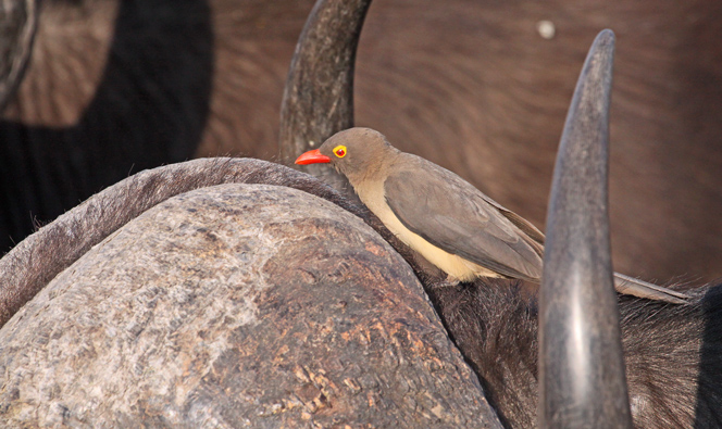 Red Billed Oxpecker on Buffalo