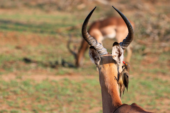 Red Billed Oxpecker on Impala