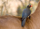 Red-Billed Oxpecker on Waterbuck
