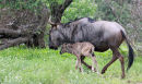 Wildebeest and young