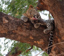 Leopard Cubs