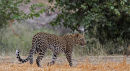 Leopard Cubs