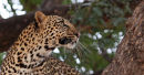 Leopard Cubs