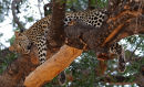 Leopard Cubs