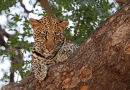 Leopard Cubs