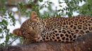 Leopard Cubs