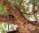 Leopard Cubs