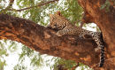 Leopard Cubs