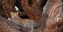 Leopard Cubs