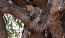 Leopard Cubs
