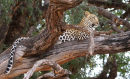 Leopards Cubs