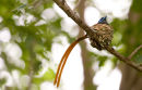 Male Paradise Flycatcher nesting