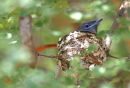 Paradise Flycatcher