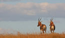 Red Hartebeest