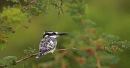Pied Kingfisher