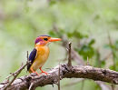 African Pygmy Kingfisher