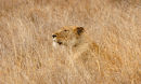 Lioness hunting