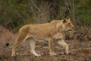 Lioness looks for her 2 cubs