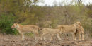 Lioness reunites with her family