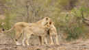 Lioness welcomed by her 2 cubs