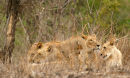 Lioness reunited withy her family