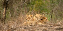 Lioness reunited with her family