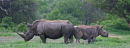 Rhino mother and calf