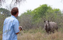 Rhino at KN8
