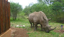 Rhino at bedroom window